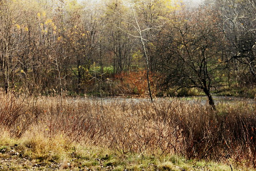 autumn trees lake fall nature canon landscape pond flora poland polska katowice bushes outskirts jesień silesia śląsk silesian śląskie uppersilesia górnyśląsk canoneos550d canonefs18135mmf3556is