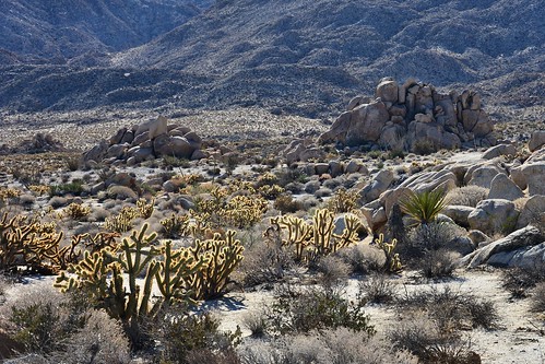 california cactus usa mountain rock nikon desert i8 d7100 mountainroadexit