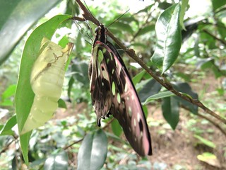 綠斑鳳蝶的生命之旅：初羽化。攝影：陳秀竹