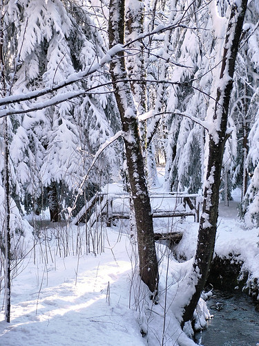 sardegna wood bridge snow forest landscape wooden woods sardinia neve paesaggio bosco foresta tempiopausania limbara montelimbara