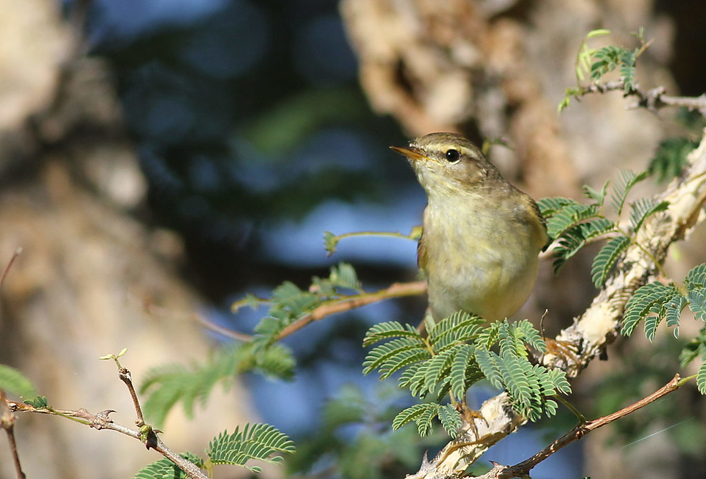 Willow warbler, Phylloscopus trochilus, at Marakele National Park, Limpopo, South Africa