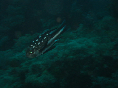 Stars and Stripes Fish, Sabang, Puerto Galera