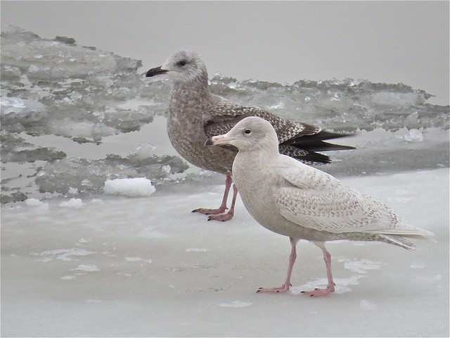 Glaucous Gull (1st Cycle) with Herring Gull (1st Cycle) at Peoria Lake in Peoria County, IL 01