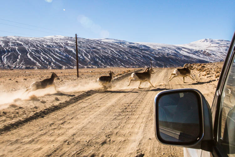 marco polo sheep