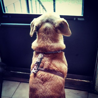 Sophie's ready to take on the morning!  #dogstagram #instadog #rescued #houndmix #adoptdontshop #ilovemydogs