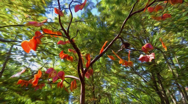 Philbrook Redbud Tree