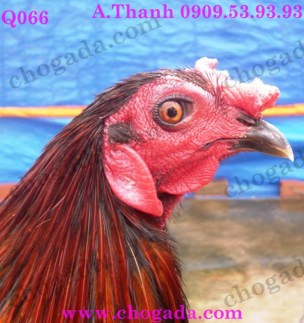 Bán gà nòi, gà tre đá tết 2015 - giá cạnh tranh 15762489558_324b2df947_o