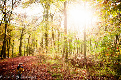 autumn fall colour woods woodland southdowns hampshire qecp leaves fun play children kidsbeingkids family siblings playtime canon eos5d 1740mm canonllens 5d eos lightroom copyrightleonreilly leonreilly leonreillyphotography canoneos