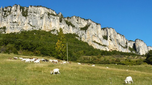 falaise calcaire chèvres troupeau dröme