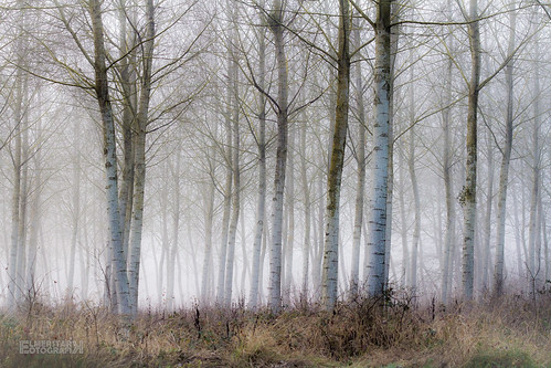 wood mist france fog forest bourgogne brouillard forêt bois brume villerslespots