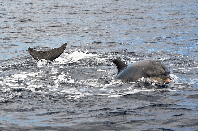 Dolphin breaking the water, Los Gigantes, Tenerife