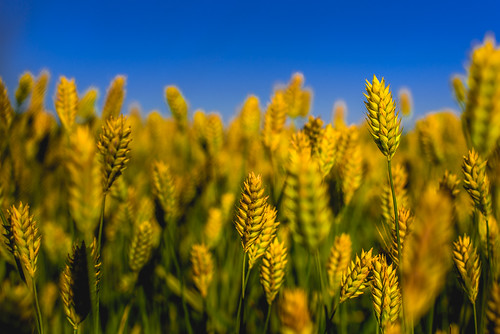color landscape colorful farm wheat country farmland lancaster lancastercounty wheatfield