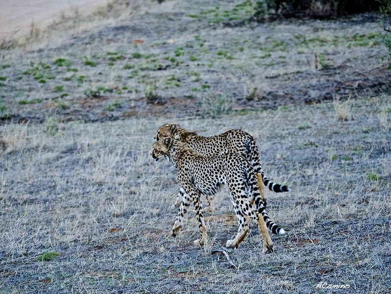 Safari en Samburu: Jirafas, Elefantes, Leones, Guepardos y muchísimos pájaros - 12 días de Safari en Kenia: Jambo bwana (89)