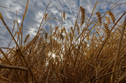 nature moisson blé