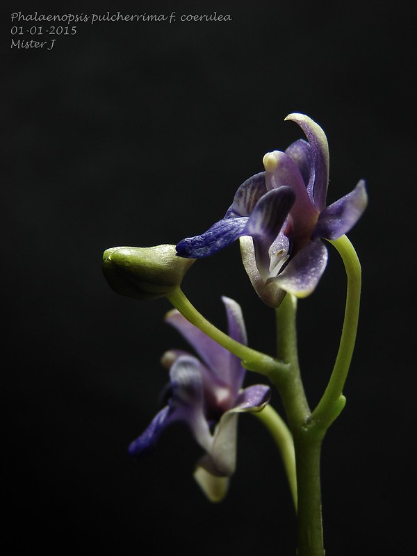 Phalaenopsis pulcherrima f. coerulea 15547455023_dfde1eb56d_c