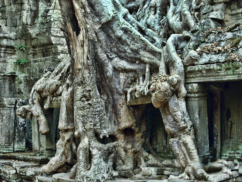 Angkor Wat's Ta Phrom
