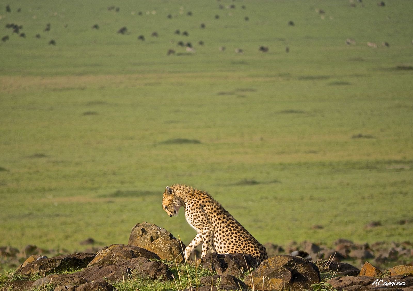 El parto de una gacela en un Masai Mara, lleno de búfalos, leones, guepardos... - 12 días de Safari en Kenia: Jambo bwana (49)
