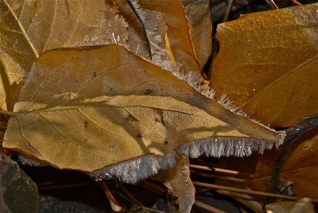Cottonwood leaves