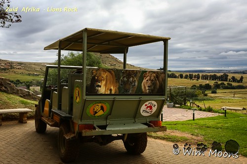 rock lions afrika bethlehem zuid zuidafrika zaf