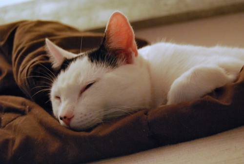 Carlo, gatito blanco con toque negro tímido y muy bueno esterilizado, nacido en Junio´14, en adopción. Valencia. ADOPTADO. 16046181587_4714924505