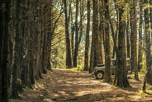 trees car forest woods jeep parking rover land parked range defender