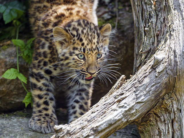 Leopard cub getting down