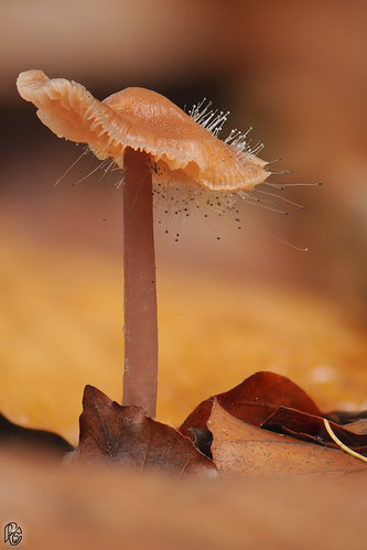 macro mushroom mushrooms nikon fungi fungus champignon mycena champignons focusstacking spinellusfusiger d300s basidiomycète bonnetmould phycomycetaceae spinelledesmycènes gemeinehelmlingsschimmel