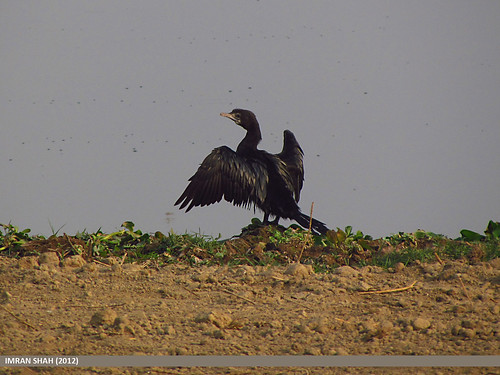pakistan birds geotagged wings wildlife feathers location species punjab category avifauna imranshah sulemanki littlecormorantmicrocarboniger