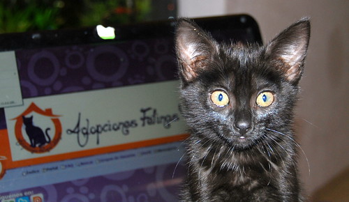 Rocío, gatita pantera bombón nacida en Septiembre´14, necesita hogar. Valencia. ADOPTADA. 15734201602_90c5c39626