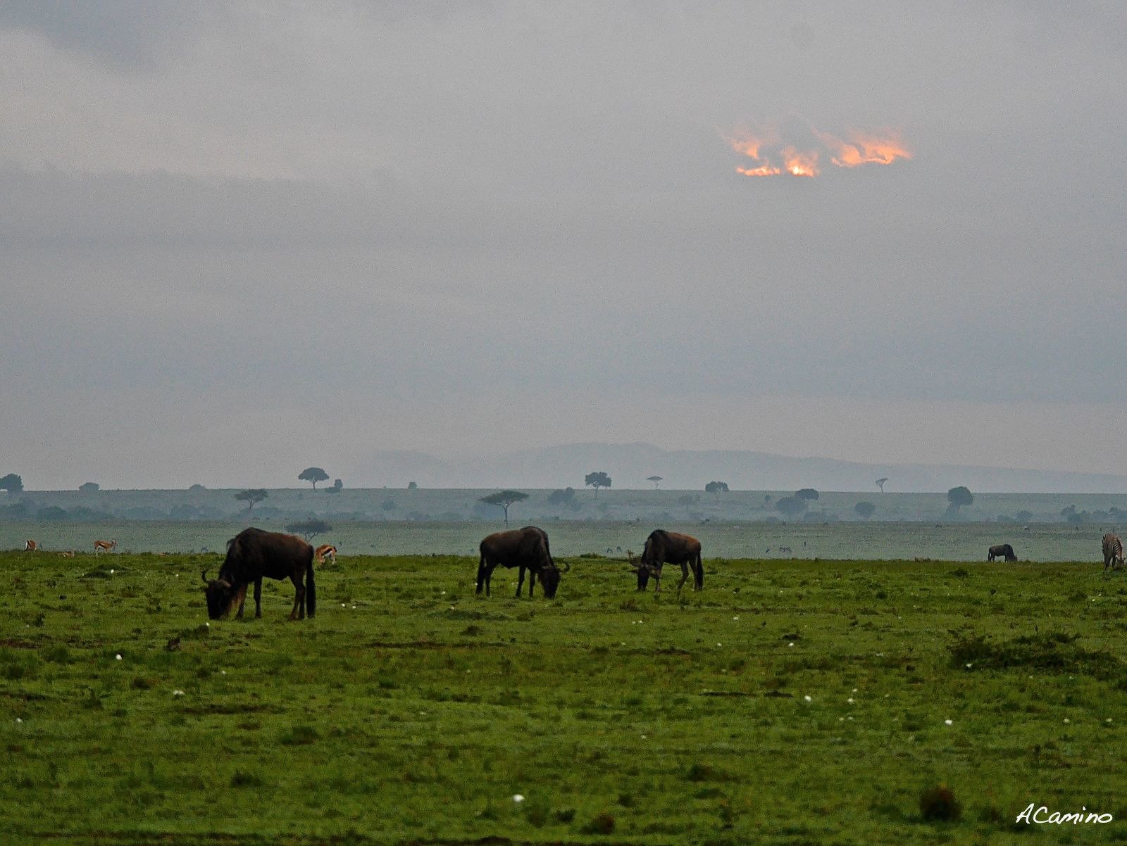12 días de Safari en Kenia: Jambo bwana - Blogs de Kenia - Excursion a pie por el rio Mara y visita a los Masais (2)