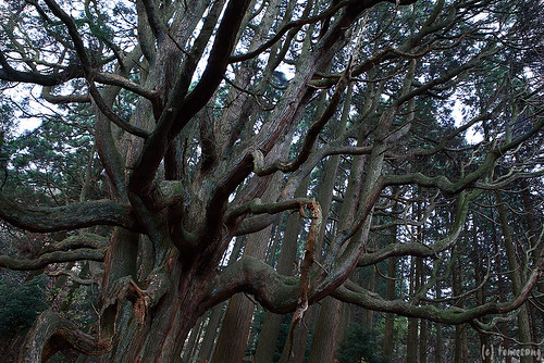 Takamoriden no Sugi (cedar tree of Takamori palace)