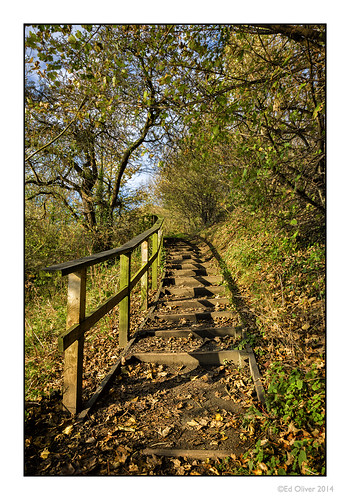 uk autumn fence woodland landscape track path sunny autumnleaves tress newcastleupontyne whitleybay tyneandwear northtyneside edoliver autumnglow mardenquarry 7wishes woodlandsteps