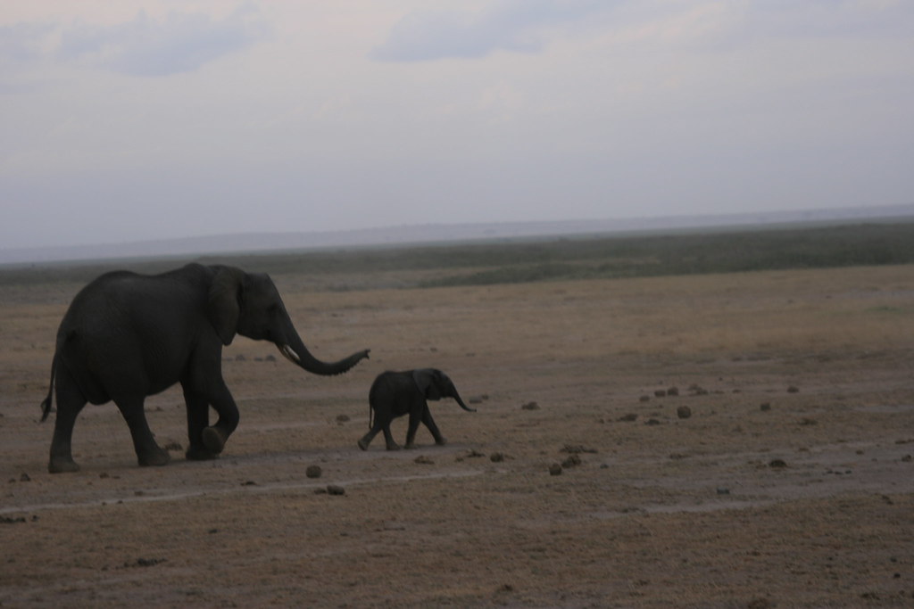 MEMORIAS DE KENIA 14 días de Safari - Blogs de Kenia - AMBOSELI I (34)