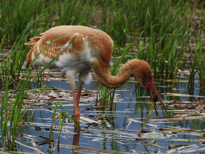 IMG_2864 白鶴 幼鳥 Siberian Crane