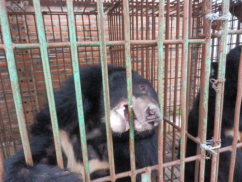 Bear in the cage on Cau Trang bear farm 10