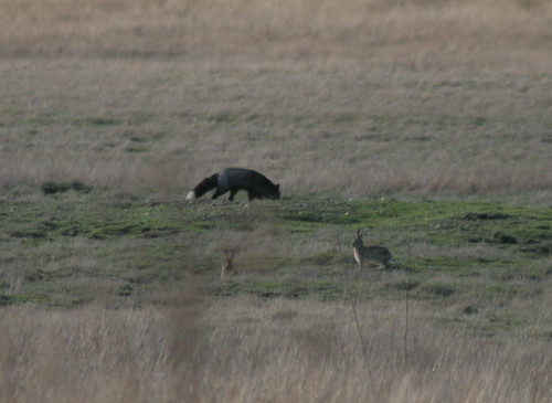 Foxes on the prairie at American Camp