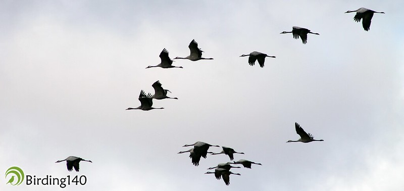 Migration of cranes