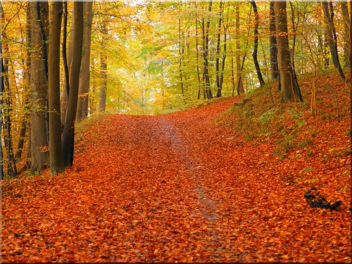 autumn trees leaves forest geotagged deutschland laub herbst wald bäume deu schleswigholstein malente gremsmühlen olympusomdem10 geo:lat=5415954518 geo:lon=1053425790