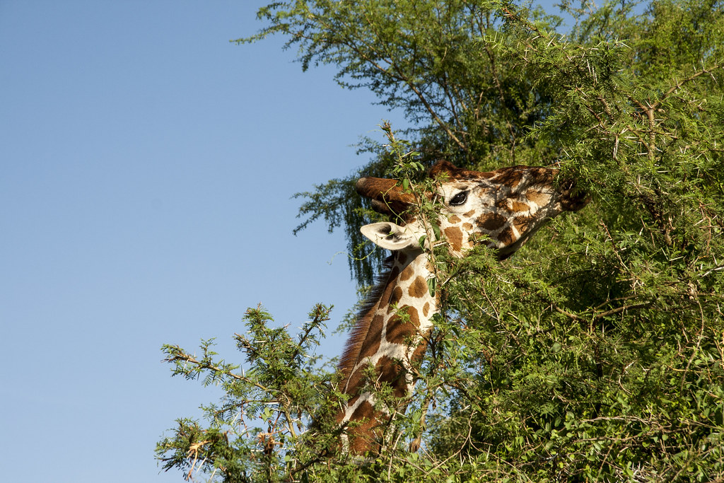 MEMORIAS DE KENIA 14 días de Safari - Blogs de Kenia - SAMBURU II (5)