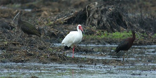 2002 georgia james ibis whitefaced whitefacedibis flynnjr