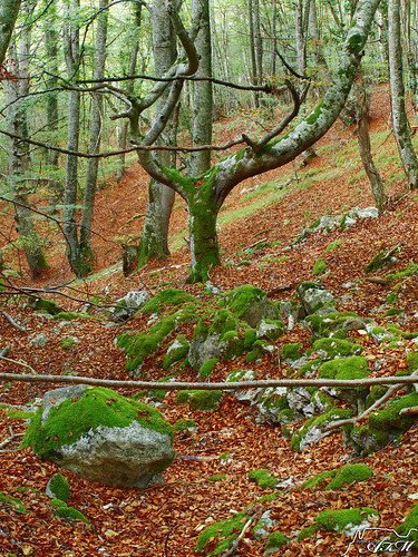 españa paisajes naturaleza nature landscapes spain arboles bosque otoño burgos hayedo castillayleon merindades montija valledemena alfer520