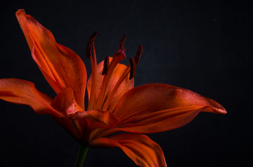 flowers wallpaper orange black flower macro floral closeup photography photographer lily artistic framedart fineart gray photograph bloom blooms photographicart isolated fineartphotography walldecor orangelily walldecoration lilyflower closeupflower walldeco walldecorations flowerbloom fineartprints framedphotographs canvasprint canvasprints closeupnature photographyprints photosoncanvas framedphotography flowerblooms delawarephotographer wallpaperbackgrounds printsoncanvas photographicfineart wallpaperpictures framedartforsale delawarephotographers photographerindelaware photographersindelaware framedlandscapephotographsforsale