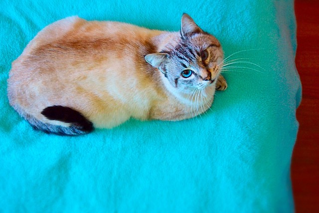 Tarik, exótico gato siamés tabby buenísimo, nacido en Agosto´13, en adopción. Valencia. ADOPTADO. 16247859325_d438e0fb5d_z