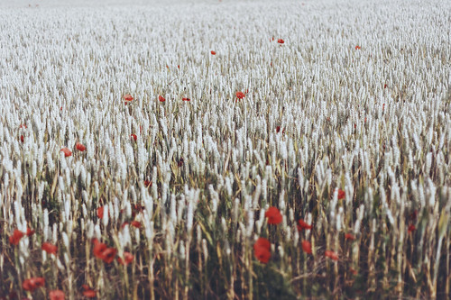 flowers fleurs lens landscape photo corn nikon flickr picture poppy f18 paysage couleur coquelicot blé d700 countrywild