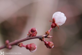 A Budding Blossom for Xeni