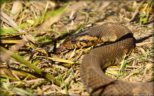 nikon louisiana reptile snake d750 2014 thornwell nerodiafasciata bandedwatersnake jeffersondavisparish yrarf yellowrailsandricefestival