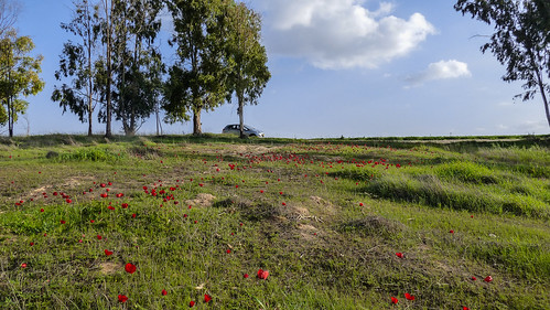 flowers israel spring negev