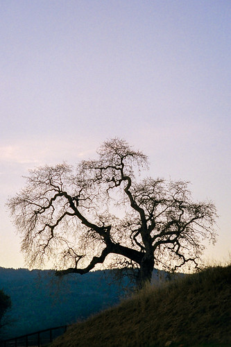 california sky color tree silhouette analog landscape twilight kodak pastel hill 35mmfilm canonae1 menlopark sandhillroad portolavalley ultramax400