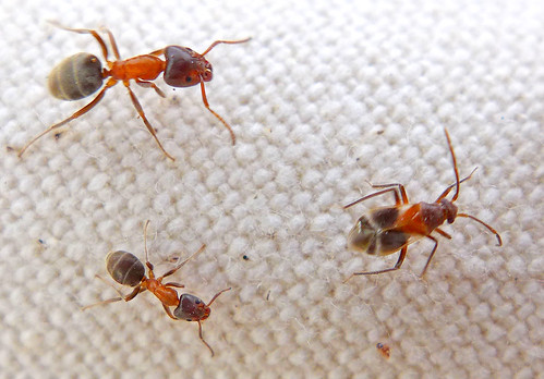 plant tree bug ant ants occidentale mimicry invertebrate velvety miridae antmimic liometopum pamillia behrensii
