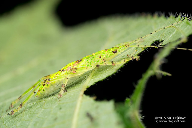 Katydid (Tettigoniidae) - DSC_2907